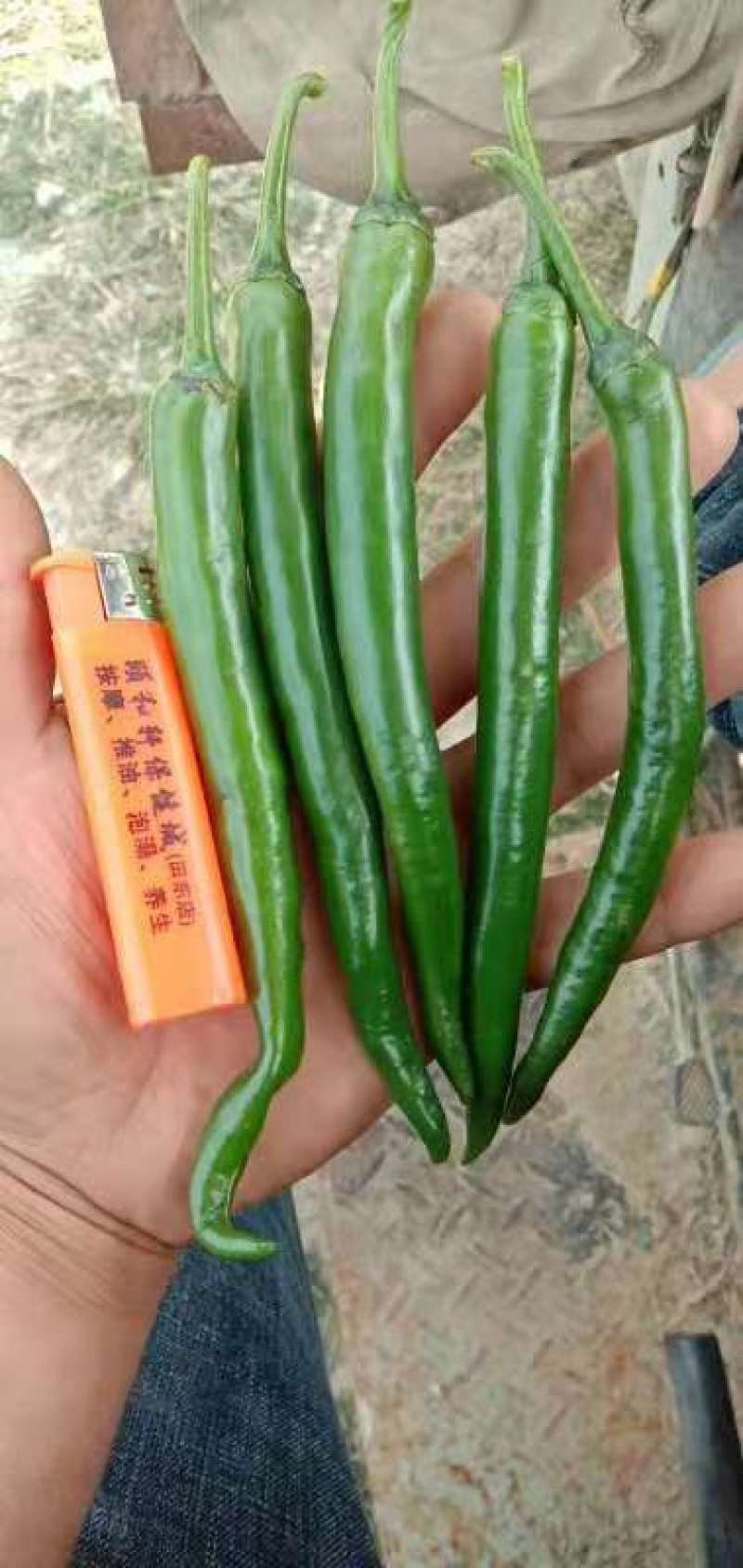 广西百色田东尾货线椒