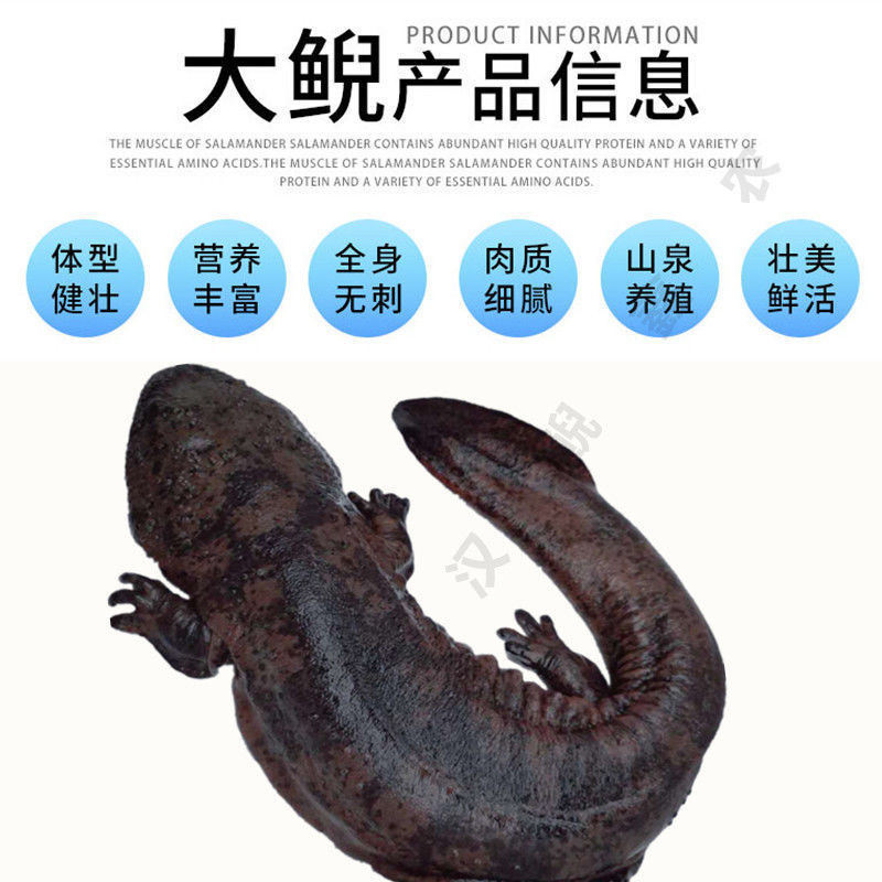 好货推荐特别推荐生态大鲵娃娃鱼活鱼月子餐汤营养丰富