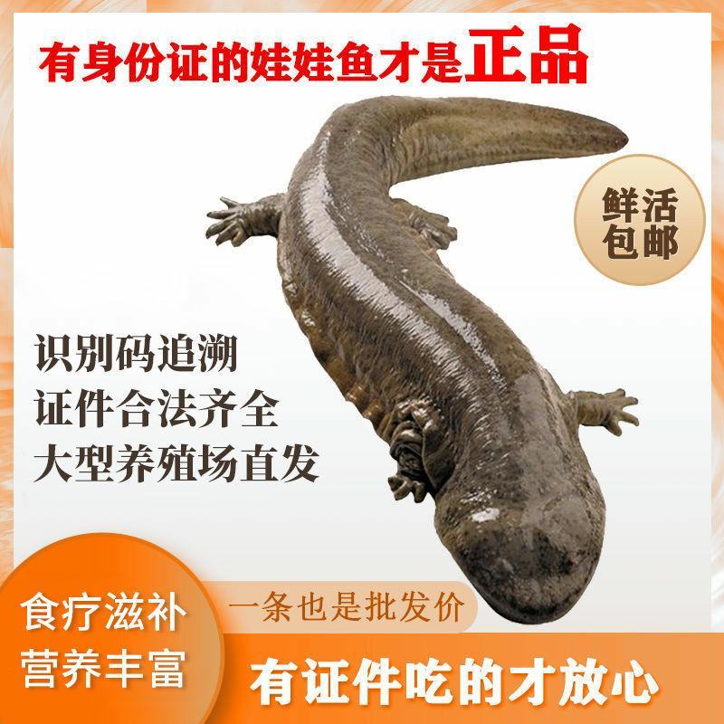 好货推荐特别推荐生态大鲵娃娃鱼活鱼月子餐汤营养丰富