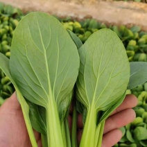 安徽大棚上海青大量上市，对接商超，食品厂，欢迎老板订购