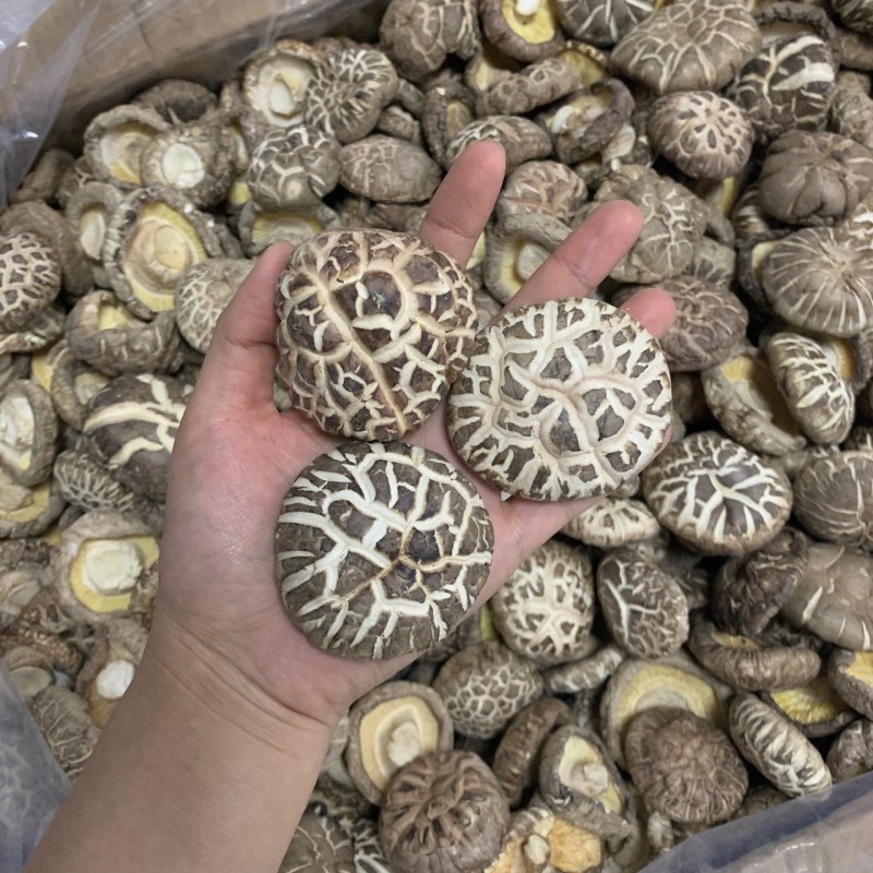 天然精选茶花菇，产地直销，优质货源，欢迎选购