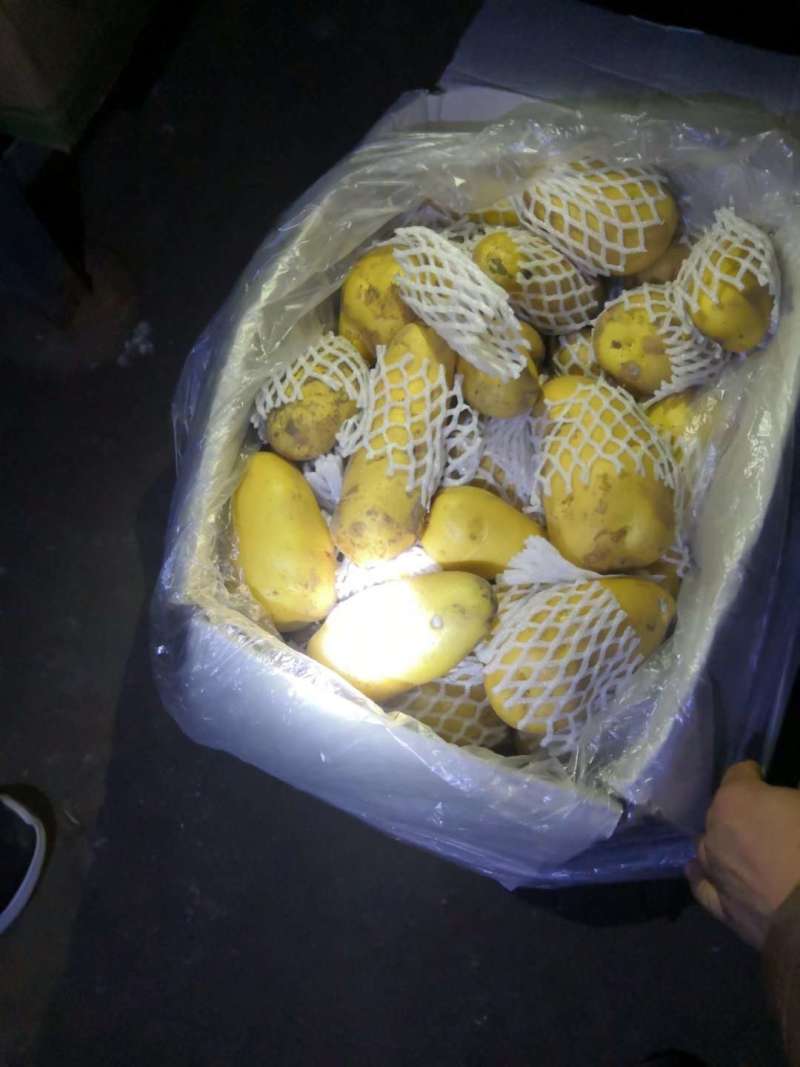 安丘大棚土豆即将大量上市