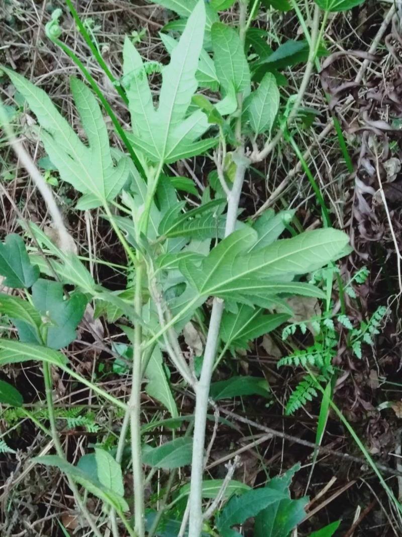 河源野生五指毛桃足干无硫磺切断奶香味十足