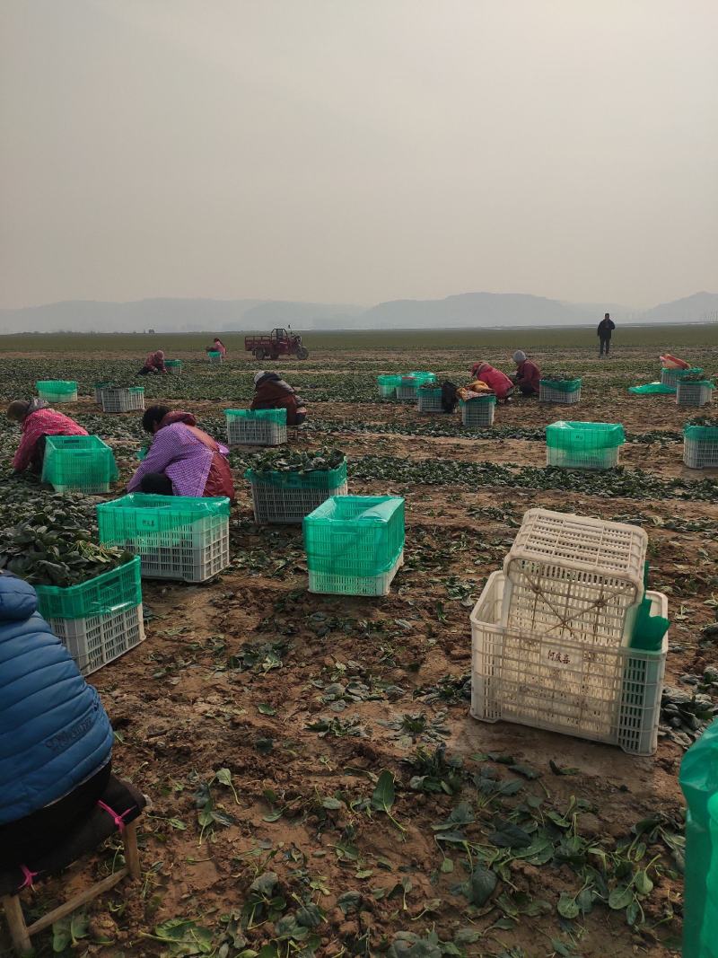 河南焦作孟州精品大叶菠菜上市了，200亩种植基地全国代发