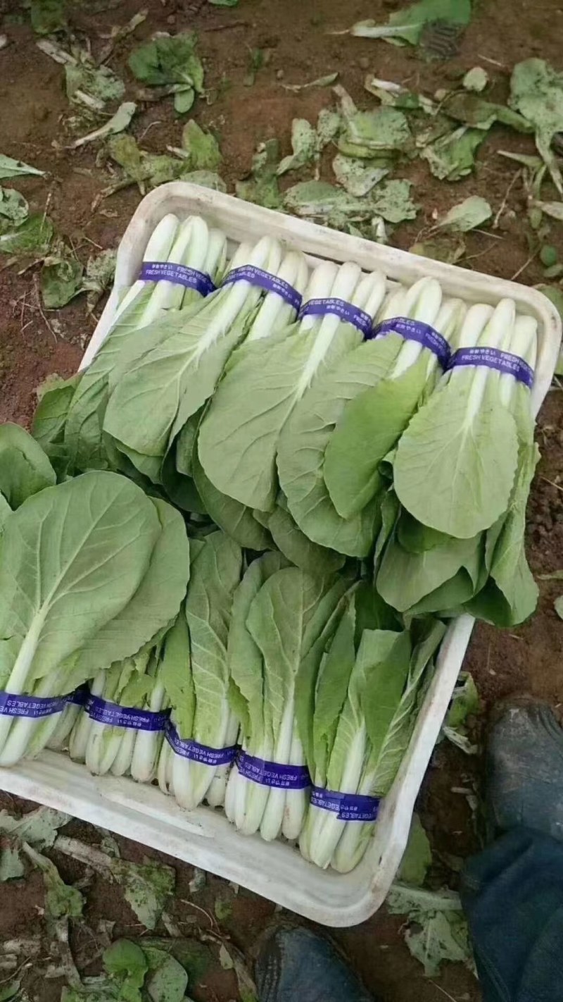 山东曹县万亩蔬菜基地精品大棚小白菜持续上市中欢迎老
