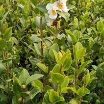 油茶苗1-3年和甜茶苗1-3年