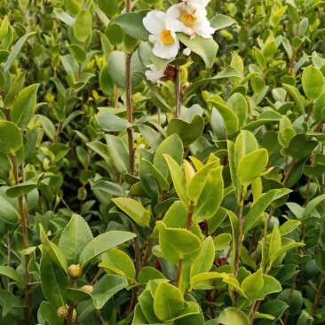 油茶苗1-3年和甜茶苗1-3年