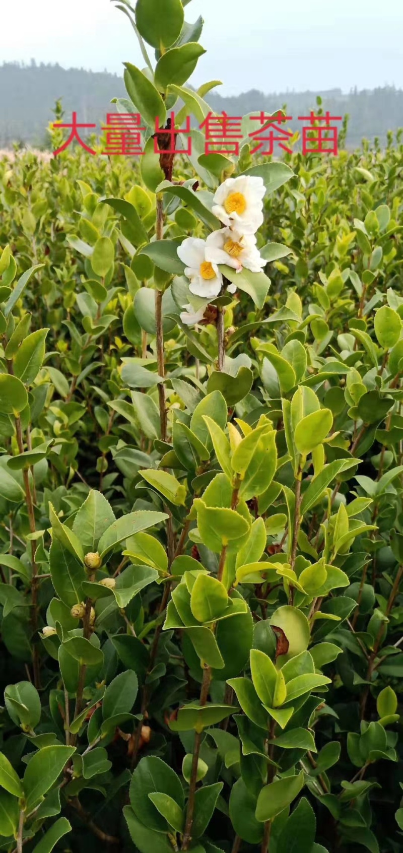 油茶苗1-3年和甜茶苗1-3年