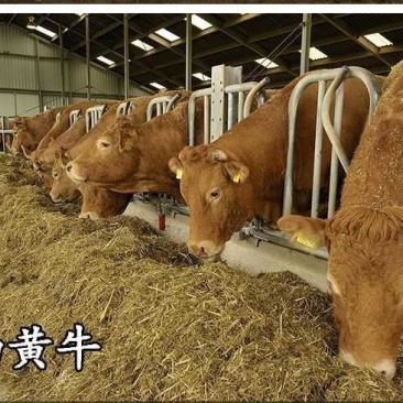 鲁西黄牛牛犊养殖场直销量大全国送货防疫齐全欢迎考察