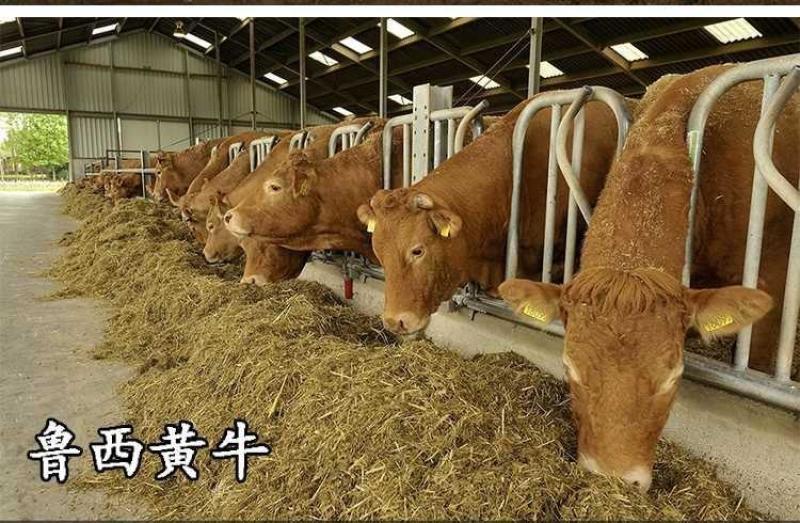 鲁西黄牛牛犊养殖场直销量大全国送货防疫齐全欢迎考察