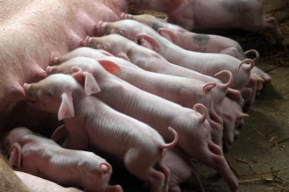 一窝健康的三元仔猪正在母猪身边哺乳,仔猪毛色光亮、体型匀称,母猪躺卧姿态自然,背景为现代化猪舍环境,配有保温灯和饮水器 三元仔猪哺乳期场景