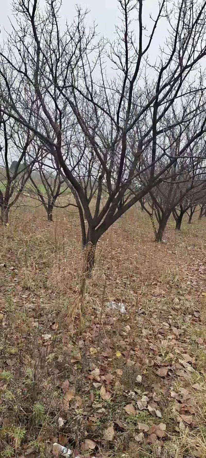 山杏树苗，各种规格，各种型号，是园林道路标配，自家树苗