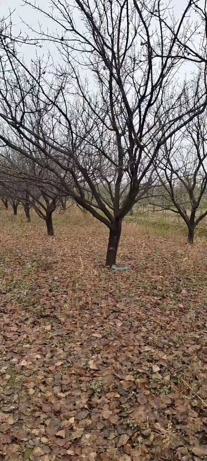 山杏树苗，各种规格，各种型号，是园林道路标配，自家树苗