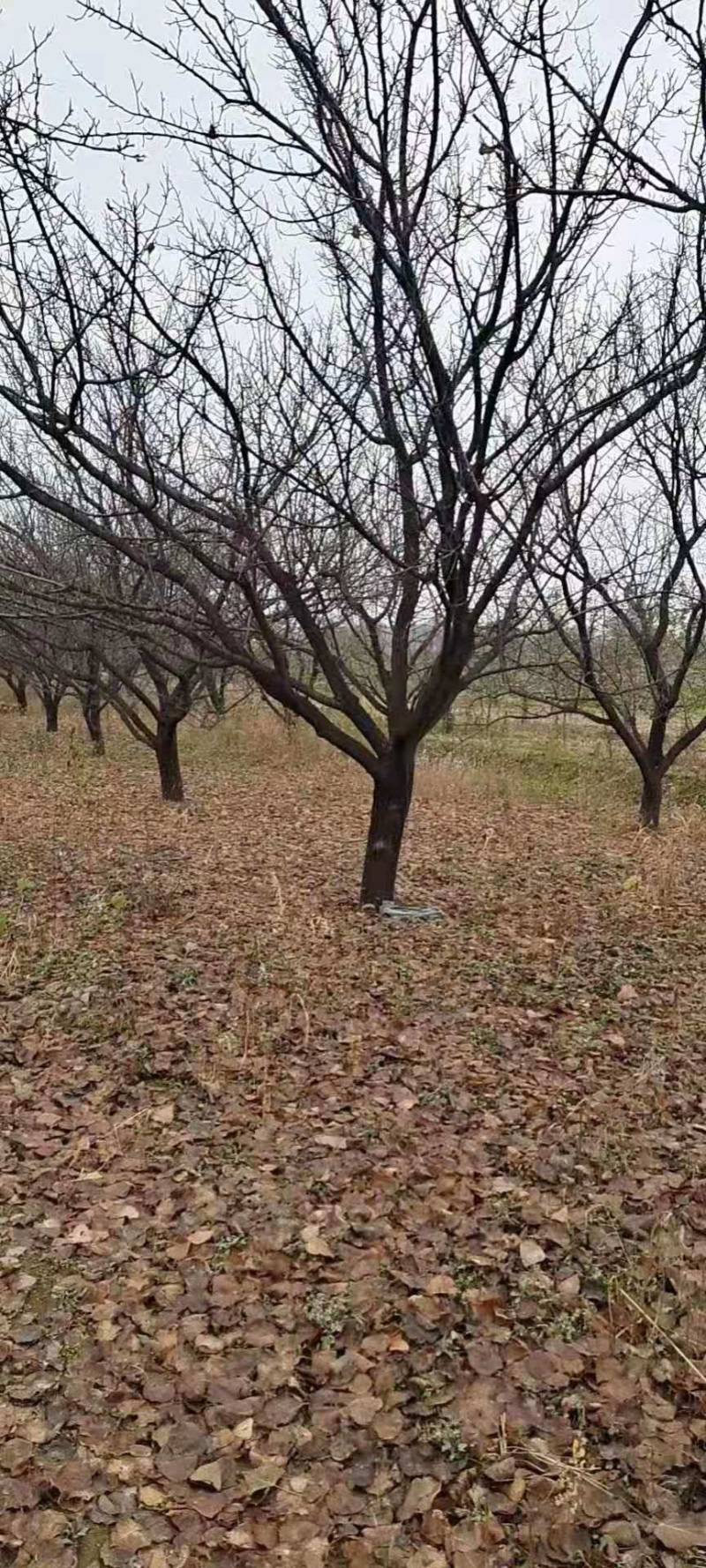 山杏树苗，各种规格，各种型号，是园林道路标配，自家树苗