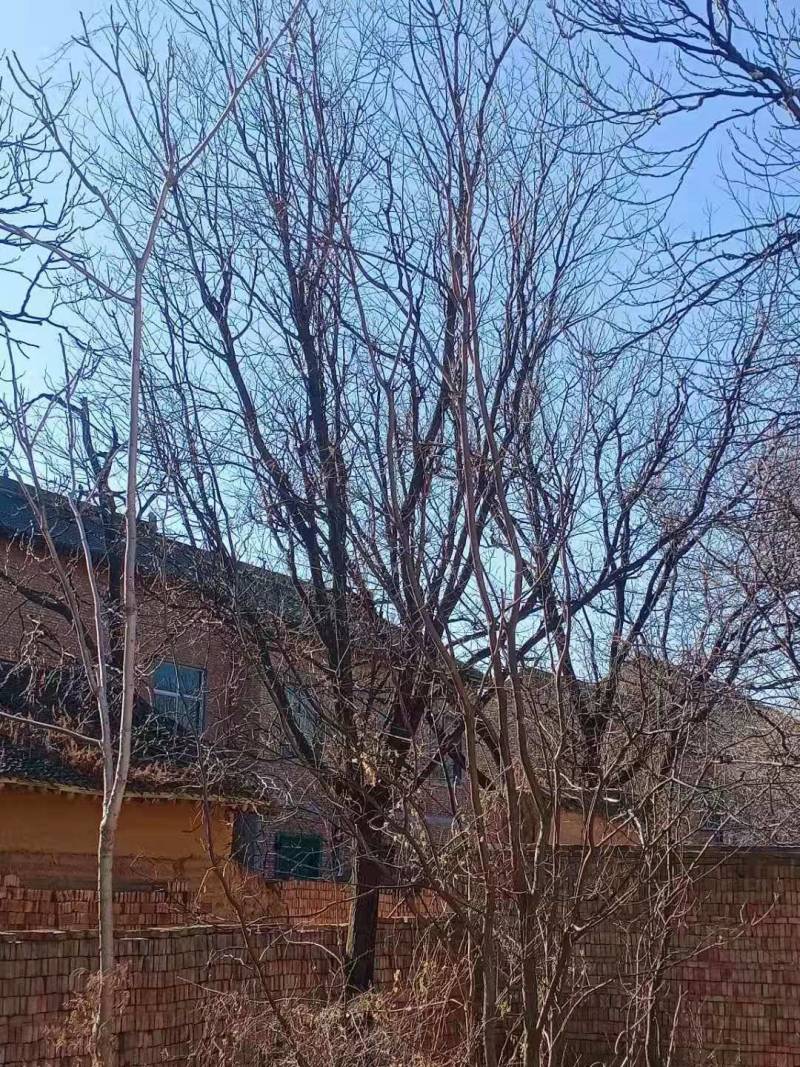 山杏树苗，各种规格，各种型号，是园林道路标配，自家树苗