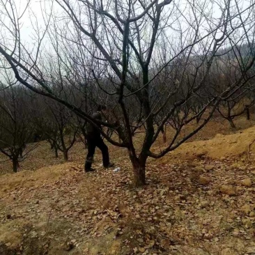 山杏树苗，各种规格，各种型号，是园林道路标配，自家树苗