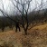 山杏树苗，各种规格，各种型号，是园林道路标配，自家树苗