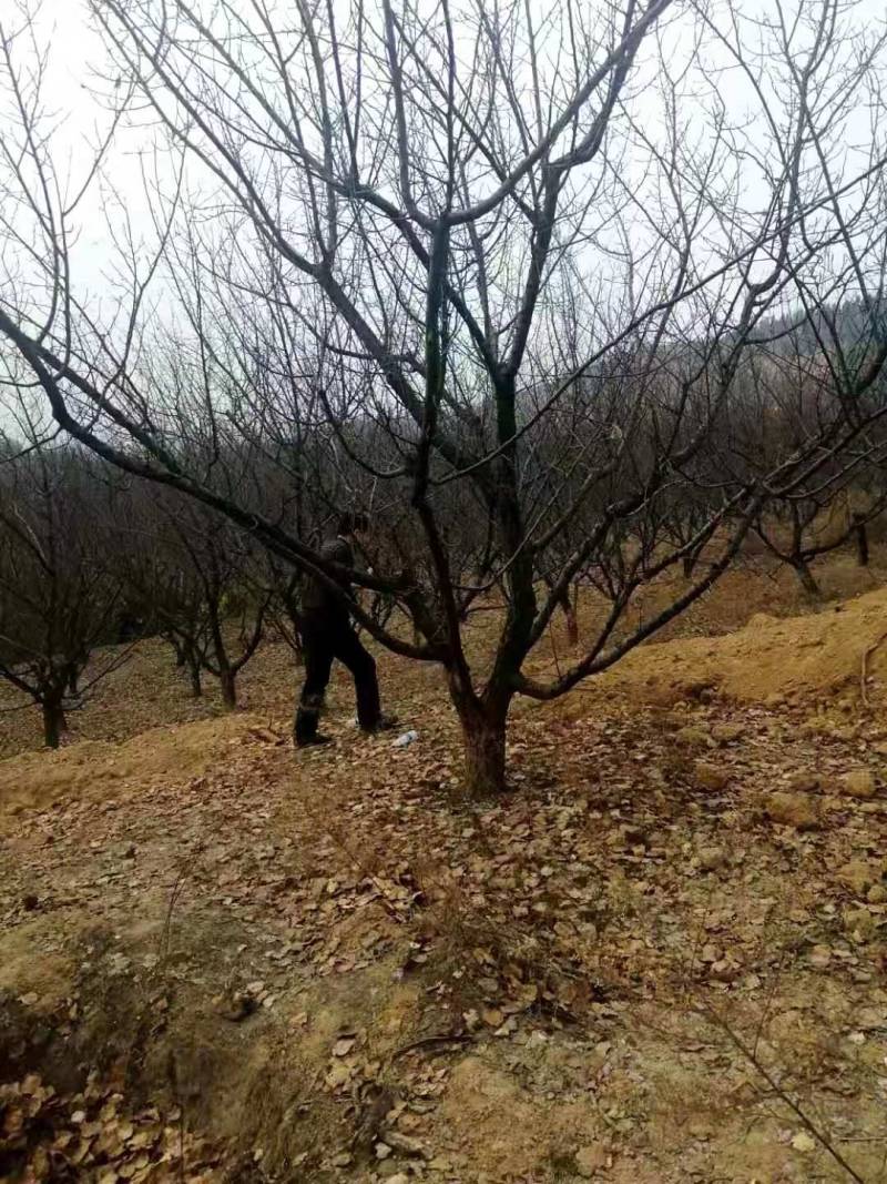 山杏树苗，各种规格，各种型号，是园林道路标配，自家树苗