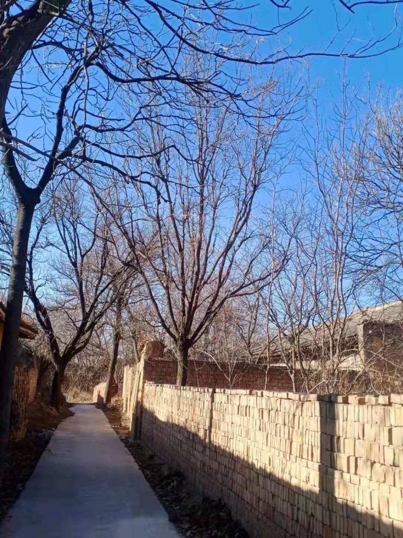 山杏树苗，各种规格，各种型号，是园林道路标配，自家树苗