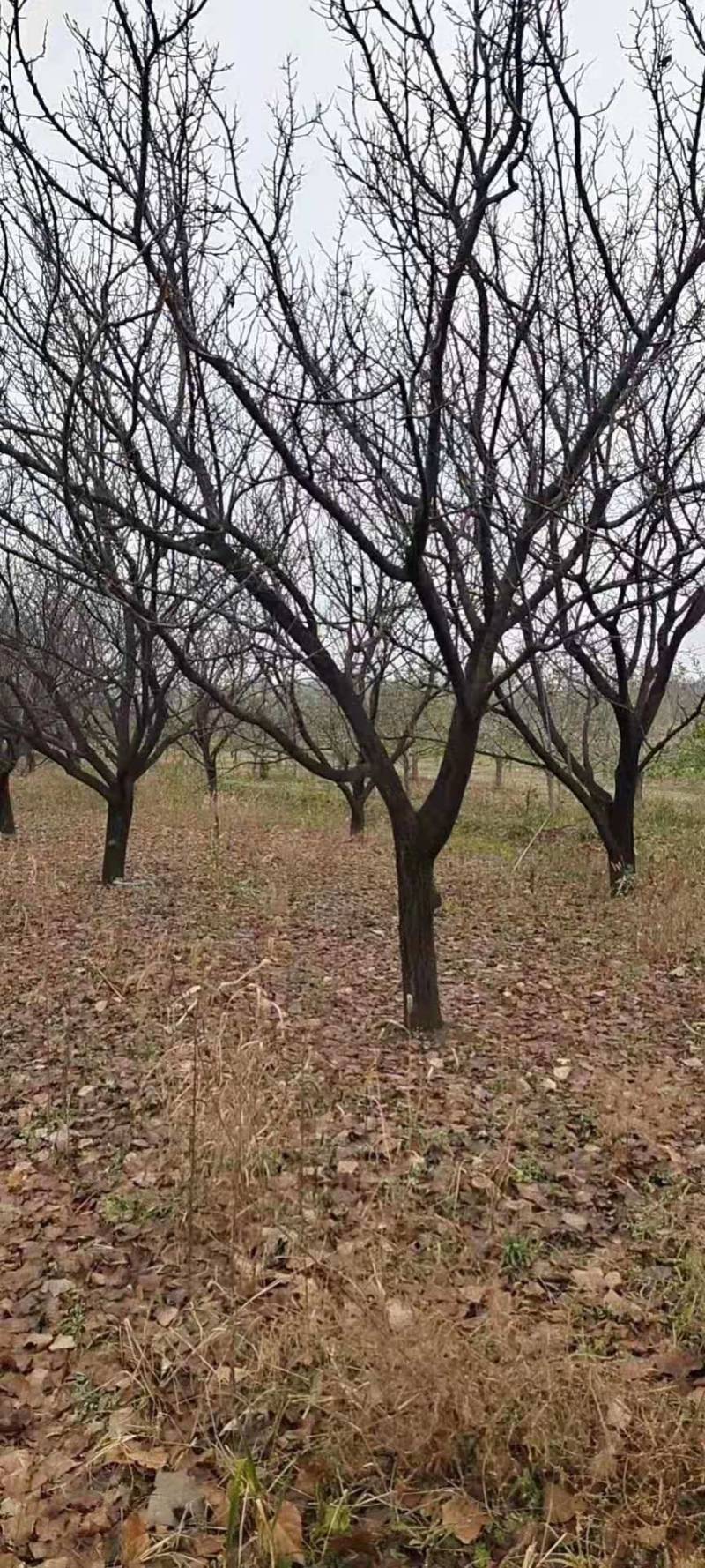 山杏树苗，各种规格，各种型号，是园林道路标配，自家树苗