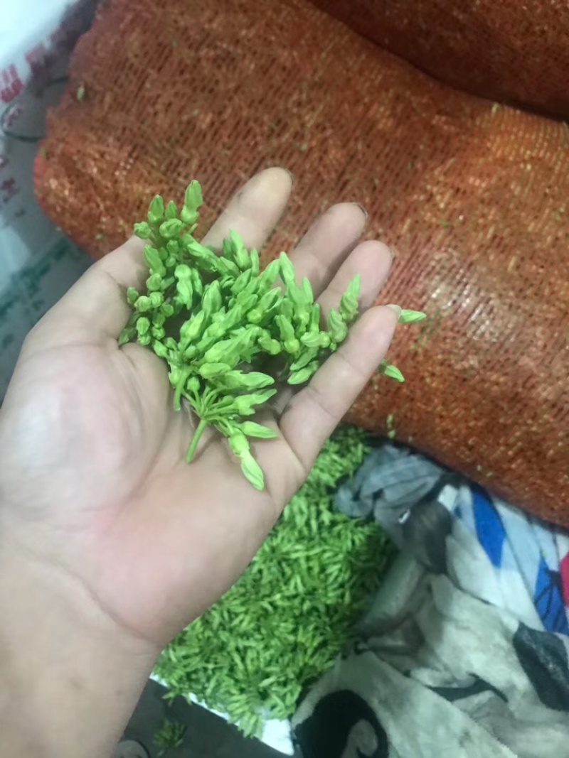 广西柳州夜香花苗，尖花苗