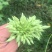 广西柳州夜香花苗，尖花苗