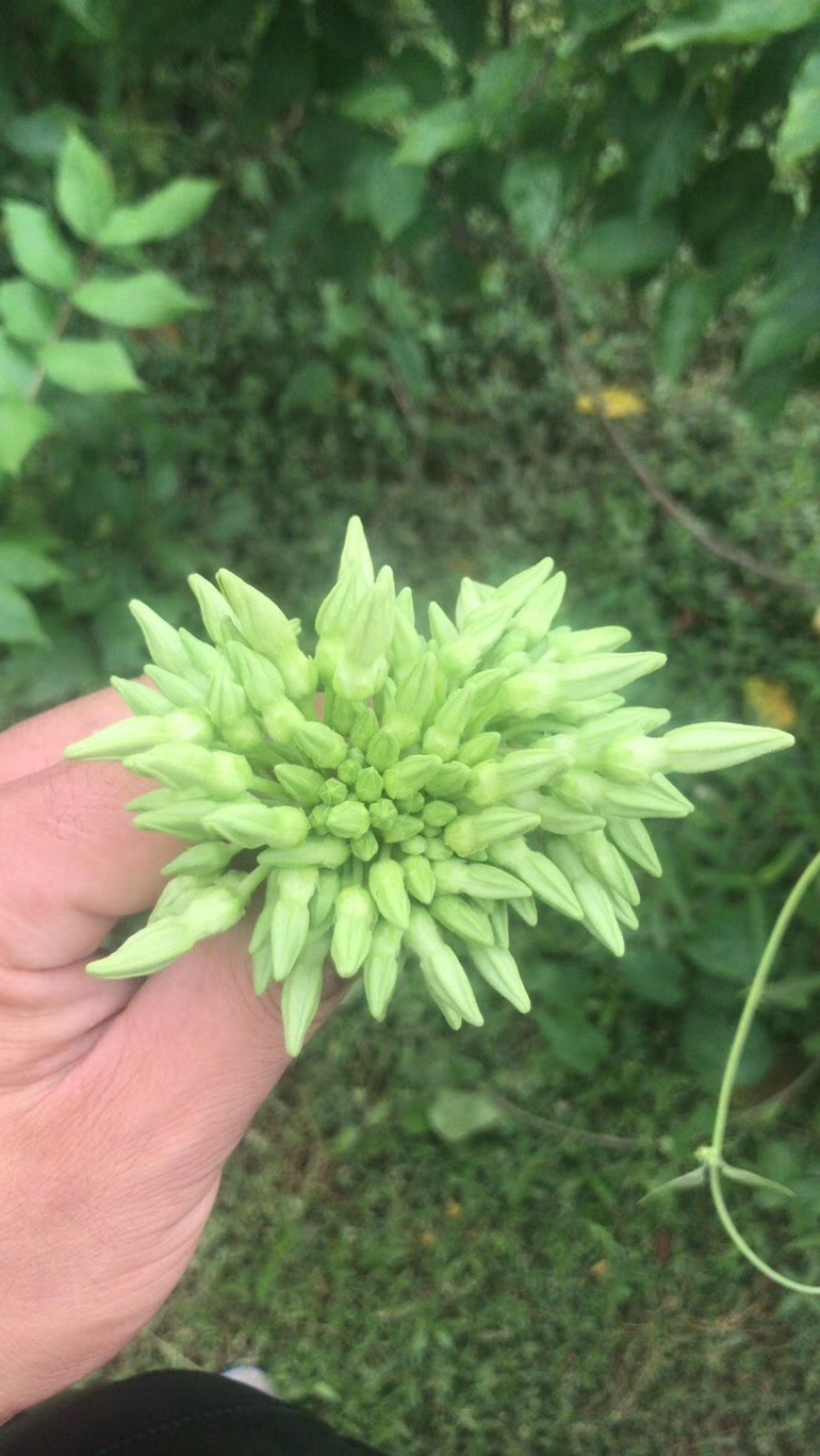 广西柳州夜香花苗，尖花苗