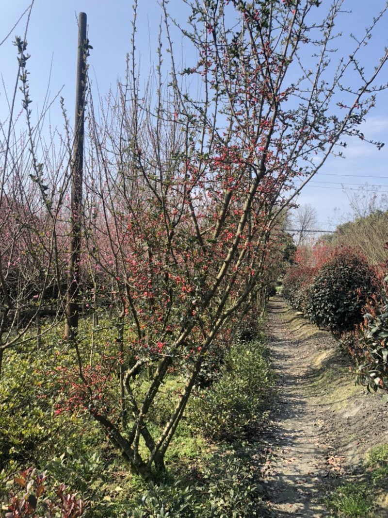 铁脚海棠苗圃直销！欢迎选购！