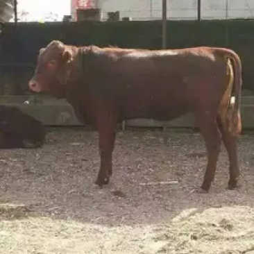 夏洛莱牛品种优良包技术包成活易饲养售后保障欢迎咨询