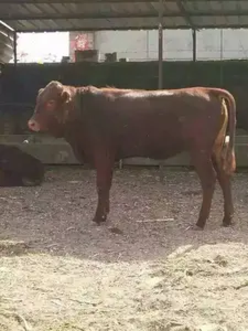 夏洛莱牛品种优良包技术包成活易饲养售后保障欢迎咨询