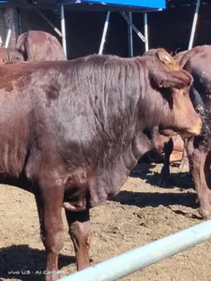 夏洛莱牛品种优良包技术包成活易饲养售后保障欢迎咨询
