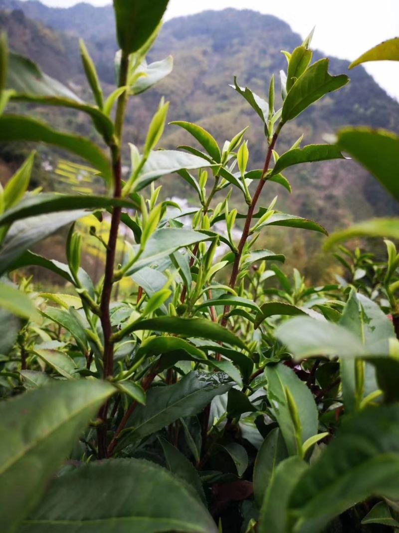 黄山毛峰.高山云雾茶明前精品毛峰尖子接受预定大量有货！