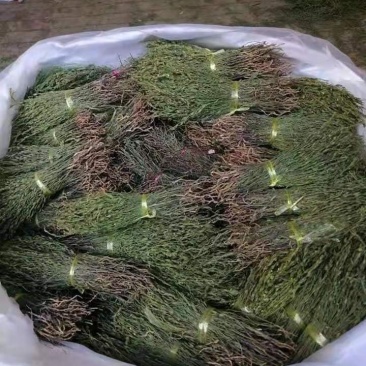 一手货源大货供应独脚金