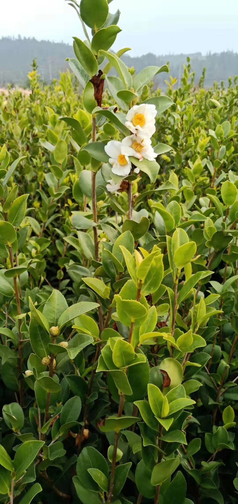 油茶苗1-3年都有，根正苗红存活率高，品相好