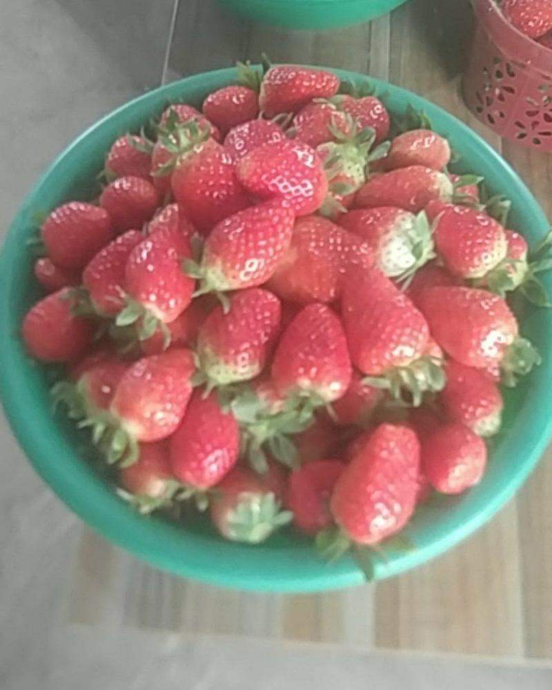 奶油草莓，精品草莓，鲜草莓