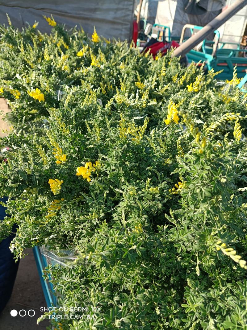 黄金雀金雀花盆栽基地发货品相好货源充足量大优惠欢迎下单