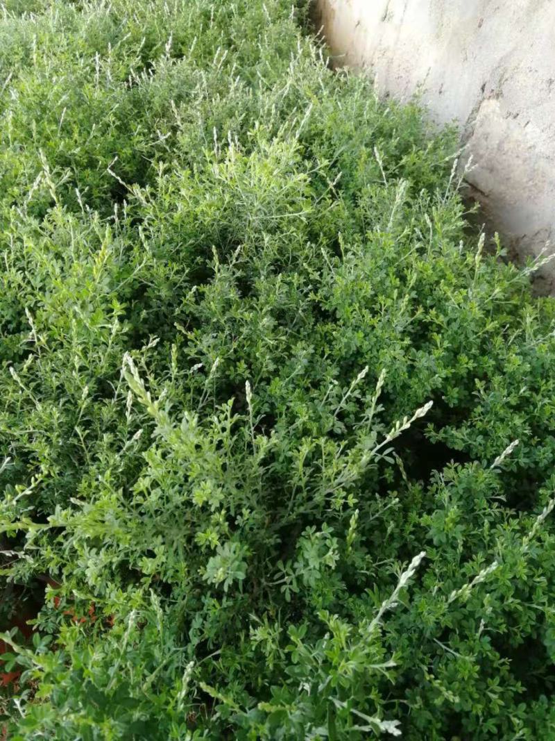 黄金雀金雀花盆栽基地发货品相好货源充足量大优惠欢迎下单