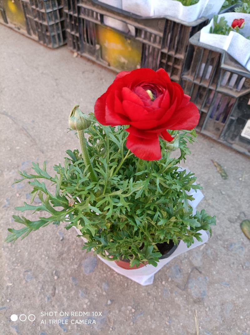 芹叶牡丹基地批发直发品相优颜色齐全量大