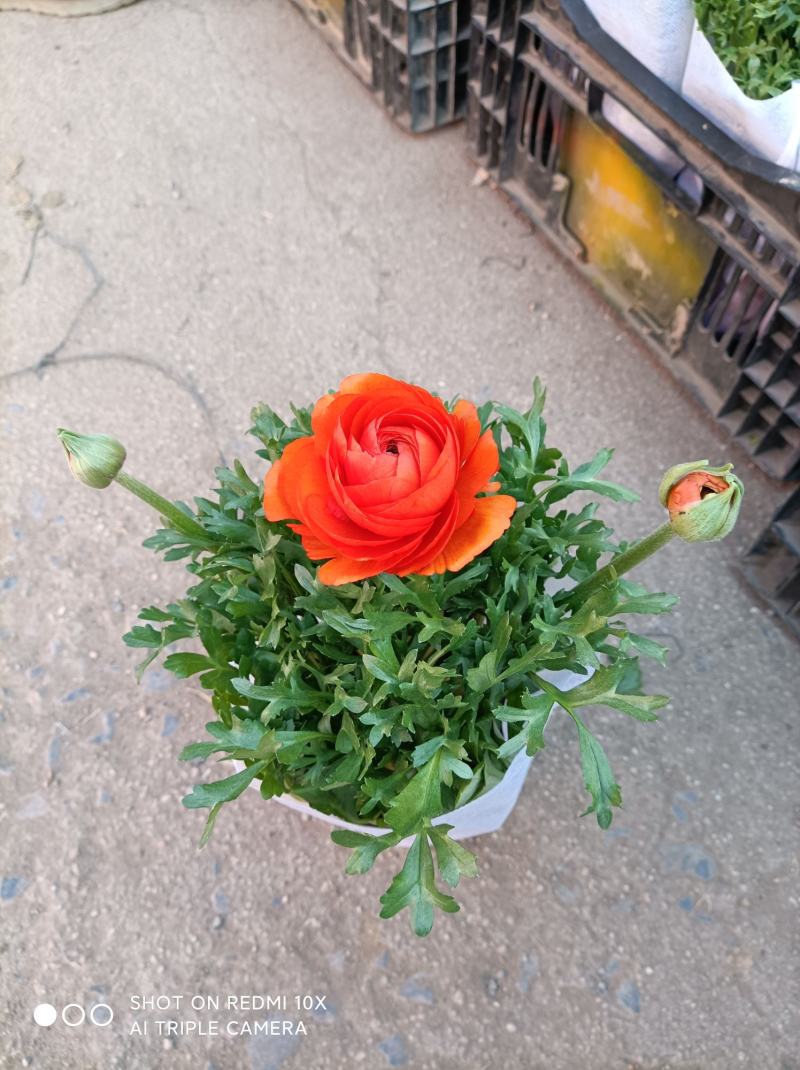 芹叶牡丹基地批发直发品相优颜色齐全量大