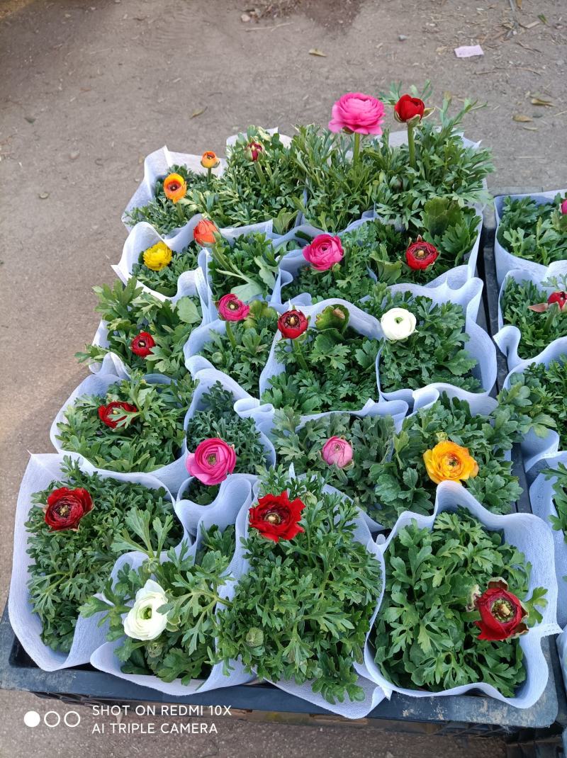 芹叶牡丹基地批发直发品相优颜色齐全量大