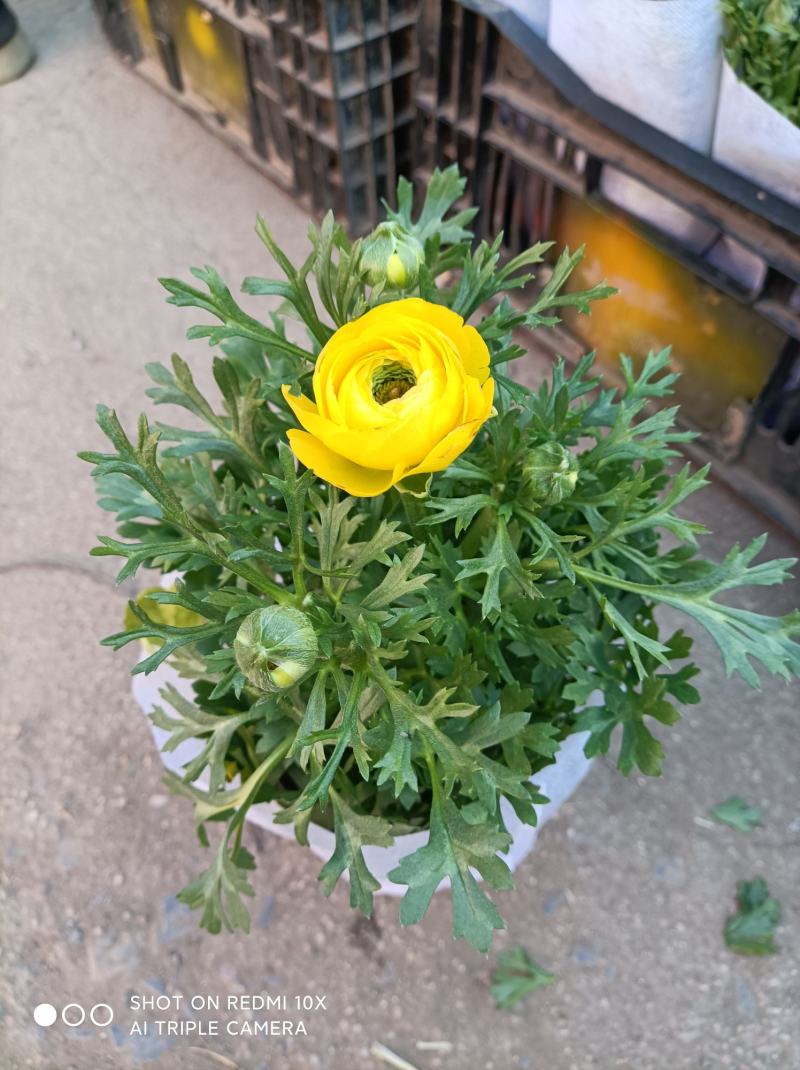 芹叶牡丹基地批发直发品相优颜色齐全量大