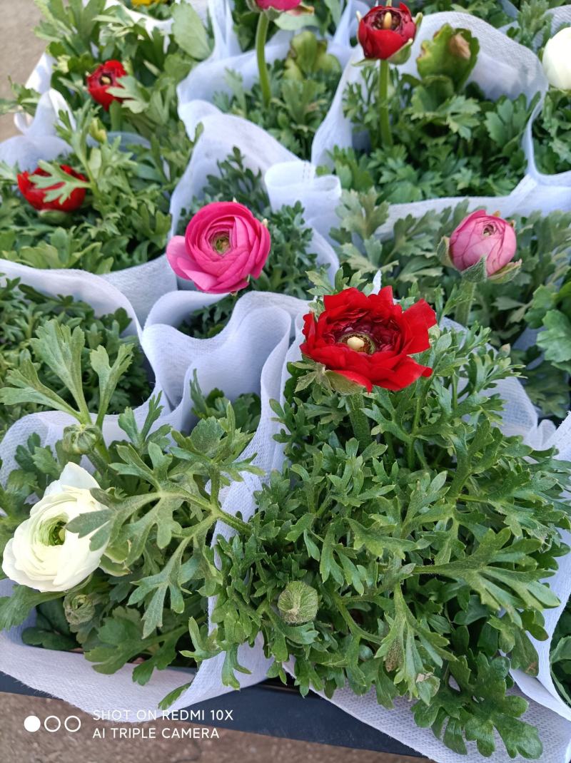 芹叶牡丹基地批发直发品相优颜色齐全量大