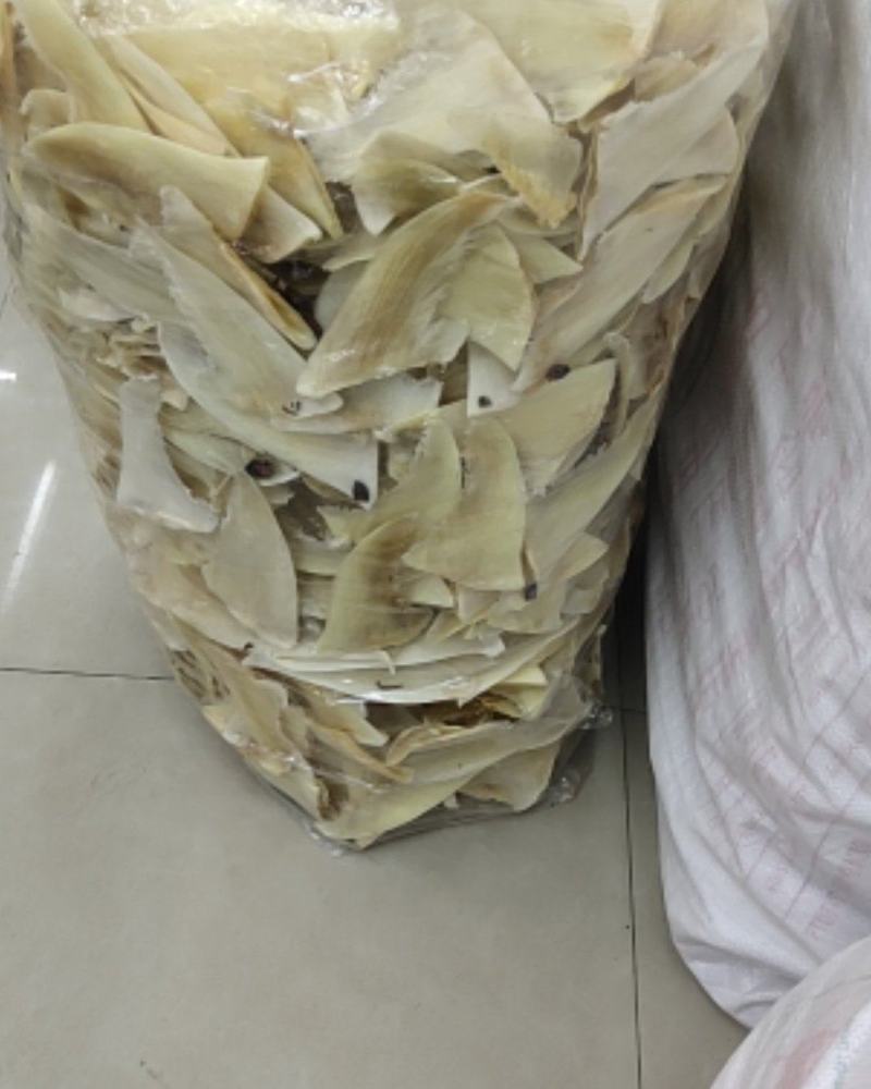 各种鱼翅批发！欢迎光临！