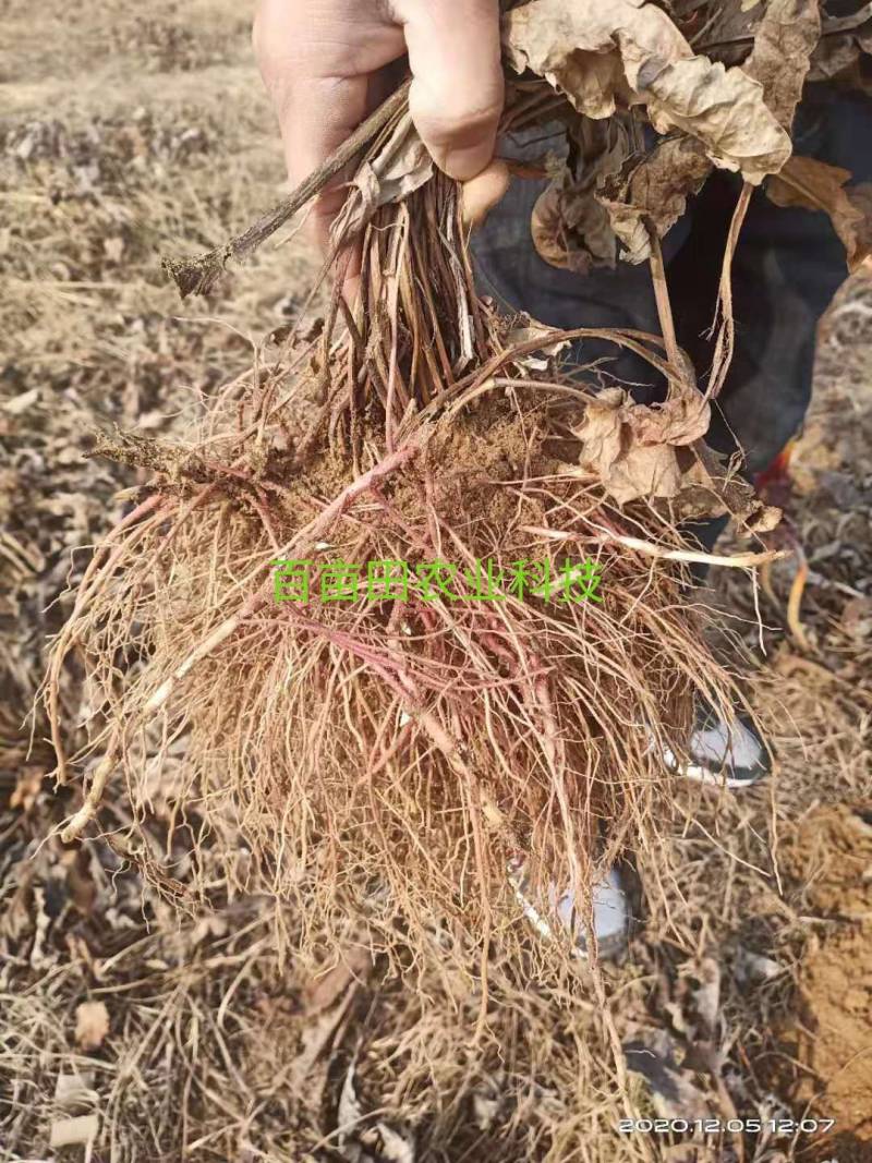 紫菀，干紫菀水洗无硫，够含量。。。。。。
