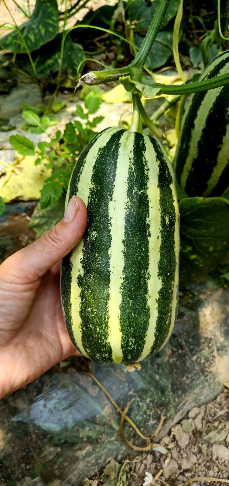 陕西大荔博洋九甜瓜，5月份大量上市，产地供应，品质保证