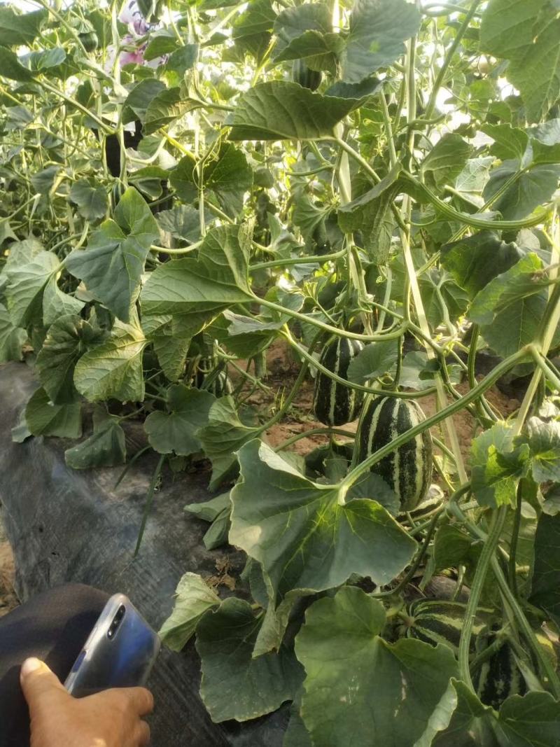 陕西大荔博洋九甜瓜，5月份大量上市，产地供应，品质保证