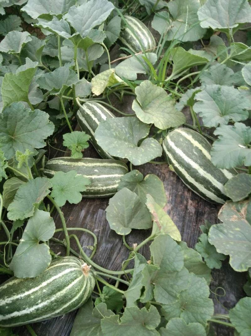 陕西大荔博洋九甜瓜，5月份大量上市，产地供应，品质保证