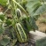 陕西大荔博洋九甜瓜，5月份大量上市，产地供应，品质保证