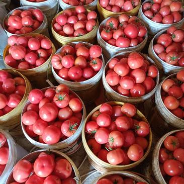 硬粉西红柿，大量上市中