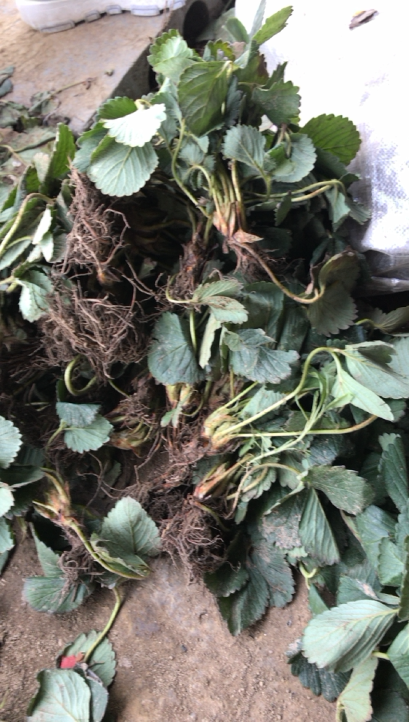 草莓苗奶油草莓苗免费包邮全部现挖现卖基地直销